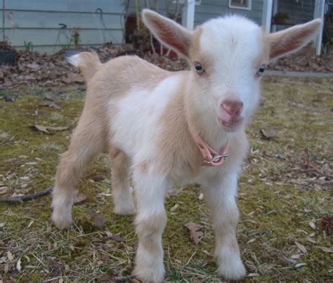 Cute Baby Pygmy Goats
