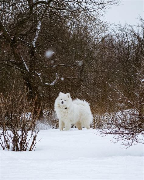 Young Samoyed Dog Standing In Snow Looking At Camera In A Forest In
