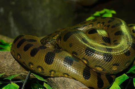3400 Anaconda Snake Stock Photos Pictures And Royalty Free Images Istock