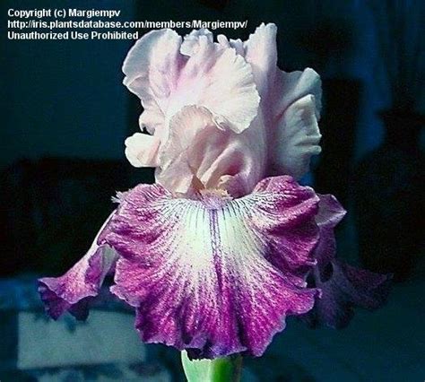 Plantfiles Pictures Tall Bearded Iris Cupid S Arrow Iris By Weegy12