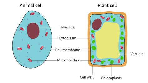 Plant Cell Diagram Bbc Bitesize Structure Cell Diagram