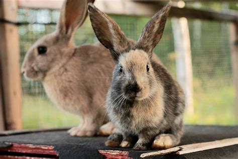 Can You Keep Two Male Rabbits Together Facts And Faq Pet Keen