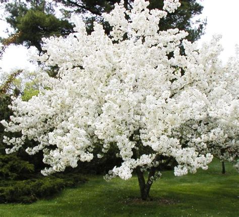 Dwarf Flowering Crabapple Trees Zone 5 Crabapple Coralburst Dwarf