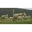 The Icelandic Sheep  Times