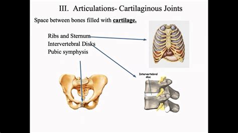 Articulation And Classifications Of Articulations Youtube