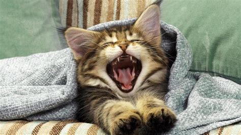 Cute Yawning Cat Backiee