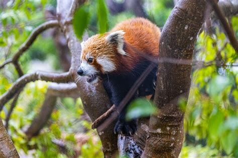 Meet Santa Barbara Zoos Newest Addition Raj The Red Panda News