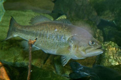 Filelargemouth Bass Micropterus Salmoides Wikipedia The Free Encyclopedia