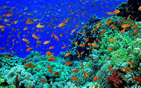 Colorful Underwater Fish Wallpaper Wallpapersafari