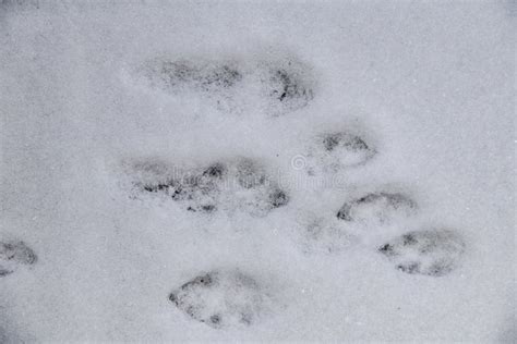Huellas Del Conejo En Nieve Foto De Archivo Imagen De Vale Nieve