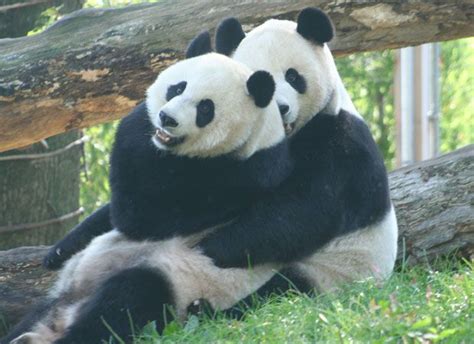 Two Black And White Pandas Hugging Each Other On The Grass In Front Of