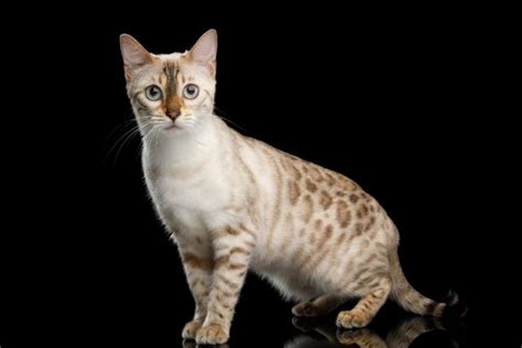 Pet breeder in new york, new york. Best +30 Pictures of Bengal Cats and Kittens in 2020 ...