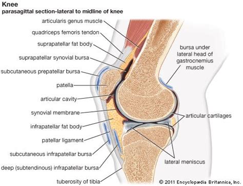 Ball and socket joints, like your hip and shoulder joints, are the most mobile type of joint in the human body. Joint - Bicondylar joint | Britannica.com