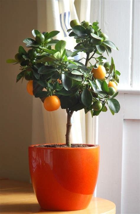 How To Grow A Clementine Tree In Your House Indoor Fruit Trees