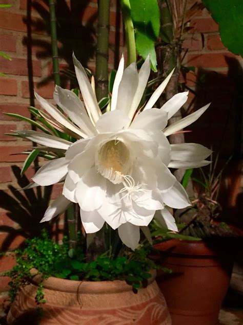 Dama De Noche Flor Muy Bella Que Solo Abre Por 1 Sola Noche Deleite