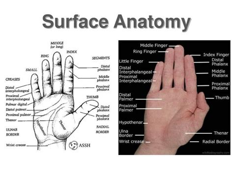 Hand Surface Anatomy Diagram