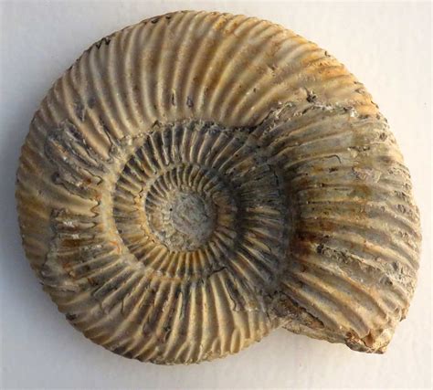 Louisville Fossils And Beyond Parkinsonia Parkinsoni Ammonite Fossil