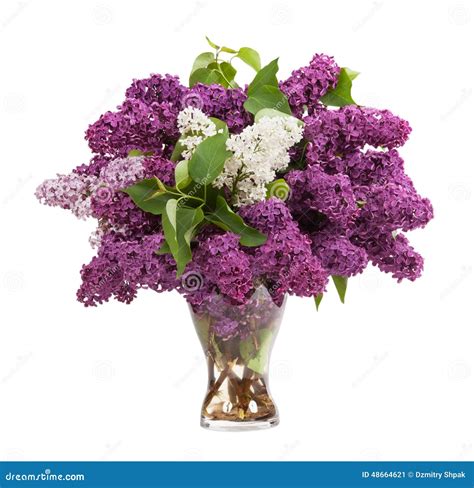 Lilacs In A Glass Vase Stock Photo Image 48664621