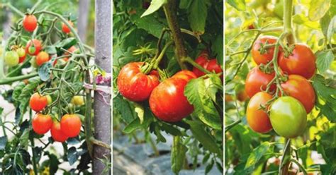 The 5 Best Ways To Stake Tomatoes