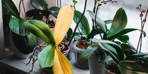 6 Unexpected Causes Of Yellowing Indoor Plant Leaves How To Care Of