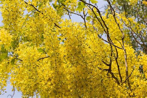 10 Yellow Flowering Trees And Shrubs GardenTabs