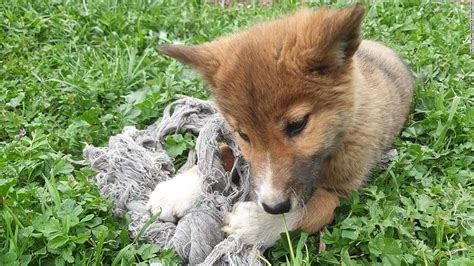 Stray Puppy Found In Rural Backyard Is Actually A Dingo Cnn Video
