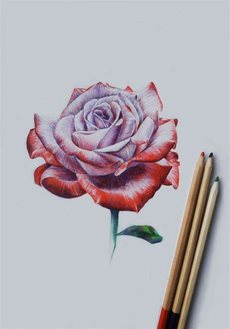 Come Disegnare Una Rosa In Modo Semplice Con Varie Tecniche Da