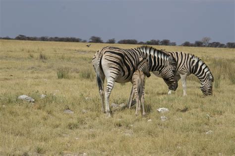 Steppe Zebras In Africa Free Image Download
