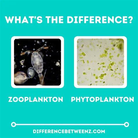 Difference Between Zooplankton And Phytoplankton Difference Betweenz