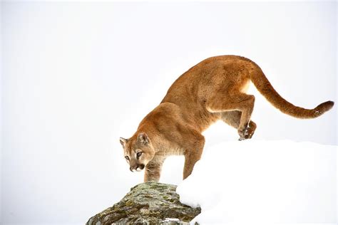 Cougar On The Prowl Photograph By Richard Wear