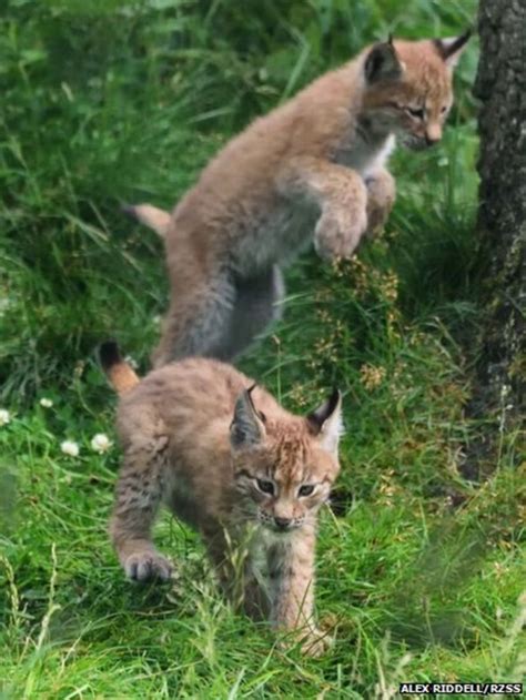 Parks New Lynx Cubs Scout Out Their Enclosure Bbc News