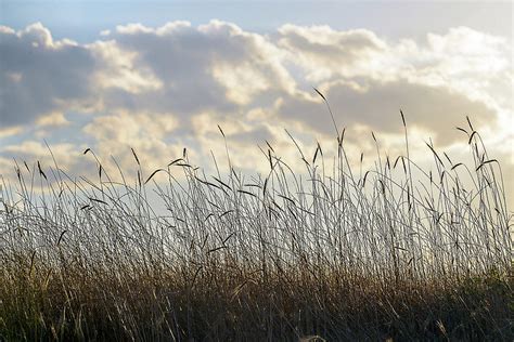 Sunlight Grass Photograph By Ralph Gaines Fine Art America