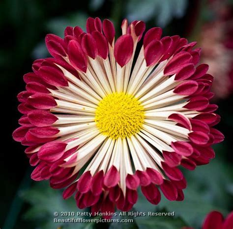 Maybe you would like to learn more about one of these? Wedding flowers near me - Florida-Photo-Magazine.com