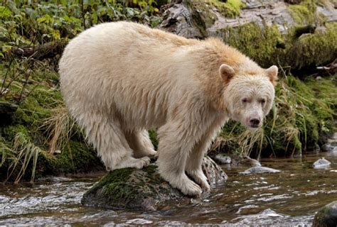 The Kermode Bear Aka The Spirit Bear Is A Very Rare Sub Species Of