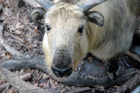 here s talking to a takin oh talking takin what do you hav… flickr