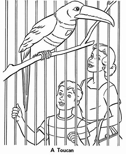 Zoo Coloring Pages Sheets Birds Animals Animal