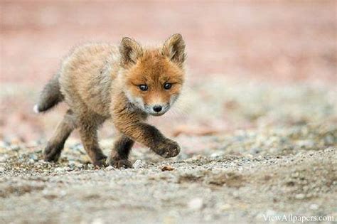Free Download Animal Planet Baby Fox Walking Animals Hd