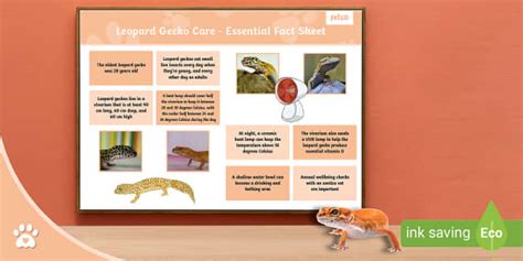 Leopard Gecko Care Guide Essential Fact Sheet Twinkl