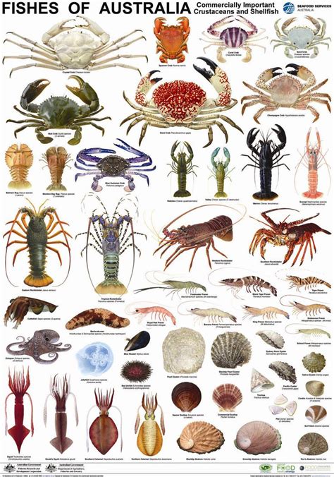 Poster Crustacean Species Marine Animals Sea Animals