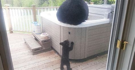 A Mama Black Bear Climbs Into A Hot Tub At Stowe As Her Distressed Cub Looks On Imgur