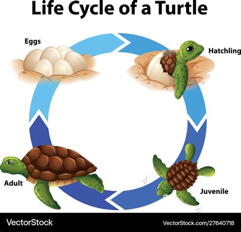 Diagram Showing Life Cycle Sea Turtle Royalty Free Vector