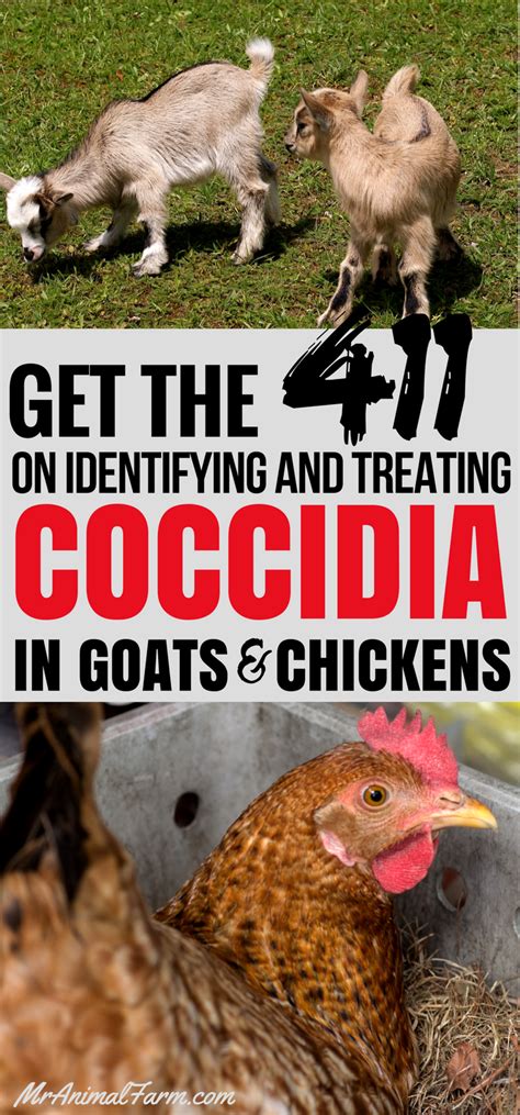 Coccidiosis In Chickens Goats A Health Guide Artofit