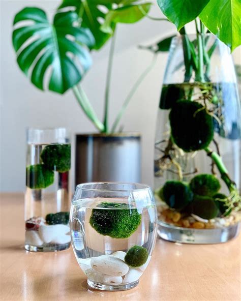 Cut each half of the moss ball in half. Sacred Elements on Instagram: "MARIMO + MONSTERA CUTTINGS ...