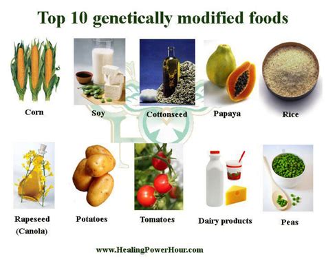 Why Are Genetically Modified Organisms Bad Siowfa15 Science In Our