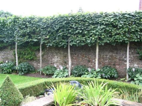 80 Fascinating Evergreen Pleached Trees For Outdoor Landscaping