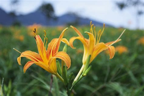 Daylilies belong to the genus hemerocallis and are not true lilies. Day lily. | Day lily. | hanks11 | Flickr