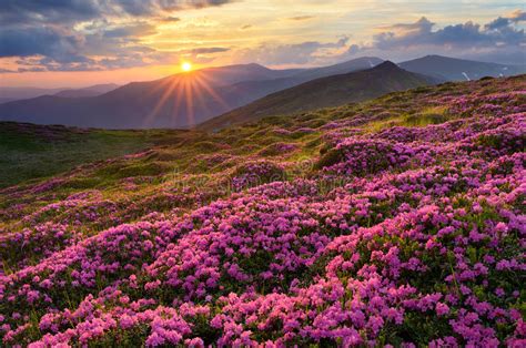 Fields Of Flowers In The Mountains Stock Photo Image Of Beam Morning
