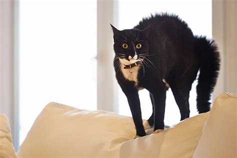 What Are Cats Scared Of 6 Feline Fears And How To Help Catster