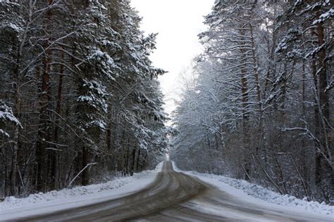 Winter A Lot Of Snow Asphalt Road In A Snowy Coniferous Forest Stock