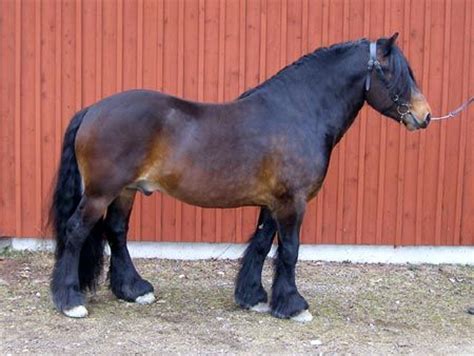 images  north swedish draft stallions  pinterest palomino pegasus  ponies